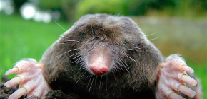 Les moles tenen ulls i aquests animals necessiten vista sota terra?