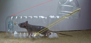 8 trampes efectives per a ratolins