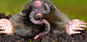 Was fressen Maulwürfe im Wald sowie in Gemüsegärten und Sommerhäusern?