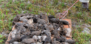 Welche Ratten sind gefährlich für den Menschen und welche Krankheiten tolerieren sie?