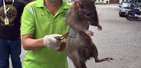 Die größten Ratten der Welt: Fotos von riesigen Vertretern