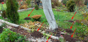 Wie Muttermale im Garten loswerden: wirksame Werkzeuge und die Nuancen ihrer Anwendung