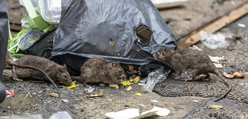 Effektive Ratten- und Mauskontrolle