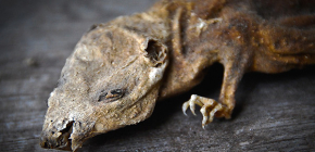 Par žurku un peļu indes mumificēšanu un šo līdzekļu darba niansēm