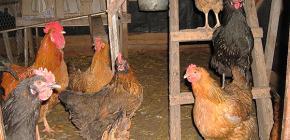 Como posso me livrar de ratos no galinheiro se eles se acostumaram a roubar ovos