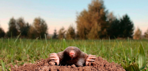 Vad mol är rädd för: metoder för att avvisa dem med karbid, rök och andra medel