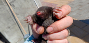 Paano maaasahan na mapupuksa ang mga moles sa isang cottage ng tag-init o hardin