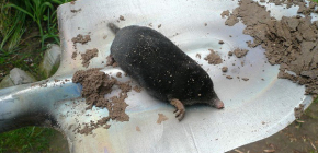 Paano mapupuksa ang mga moles sa isang cottage ng tag-init sa tulong ng mga remedyo ng katutubong