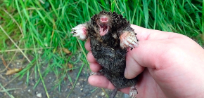Nangangahulugan para sa pagsusuklay ng mga moles sa cottage ng tag-init at hardin