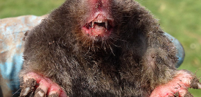 Tổng quan về các bẫy hiệu quả nhất cho nốt ruồi