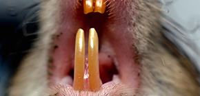 Pourquoi les rats attaquent-ils les humains et comment de telles attaques peuvent-elles être dangereuses?