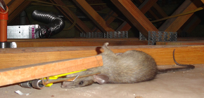 Les meilleurs types de pièges à rats pour le contrôle des rongeurs