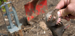 Comment attraper rapidement une taupe dans un jardin avec des moyens simples